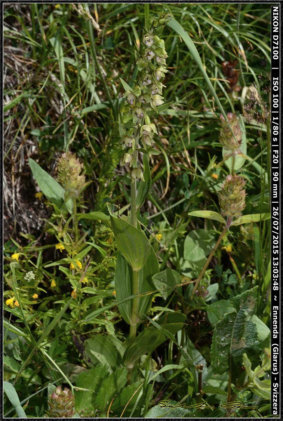 Epipactis helleborine dalla Svizzera